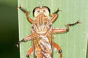 Robber Fly (Zosteria fulvipubescens) (Zosteria fulvipubescens)